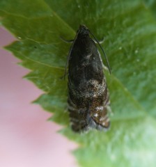 Cydia strobilella