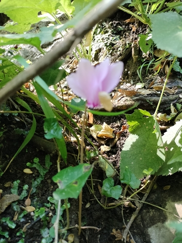 Ivy-leaved cyclamen