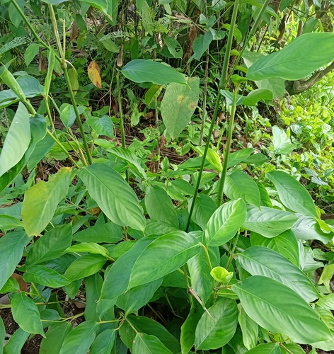 Donax canniformis observed 2026-09-22