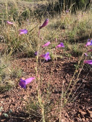Penstemon dasyphyllus