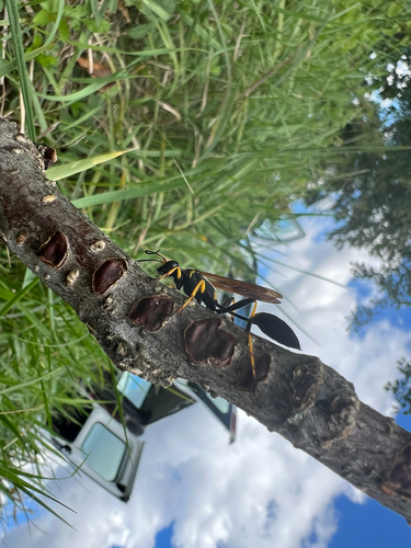 Yellow-legged Mud-dauber Wasp