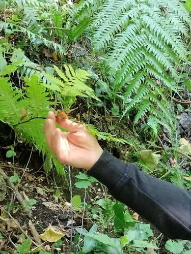 European chain fern