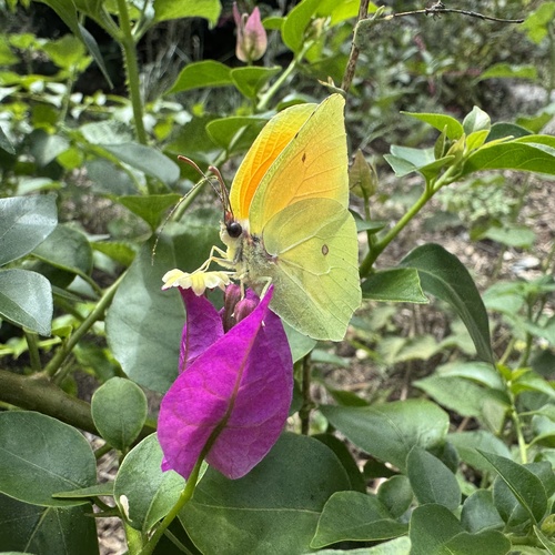 Cleopatra Butterfly