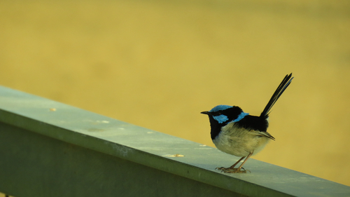 Superb Fairywren