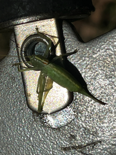 Southern Oak Bush-cricket