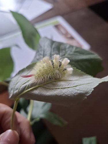 Pale Tussock Moth