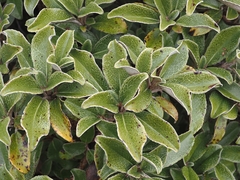 Brachyglottis elaeagnifolia