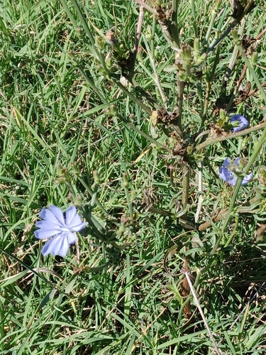 chicory