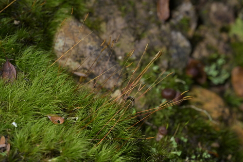 Ditrichum cylindricarpum observed 2026-09-20