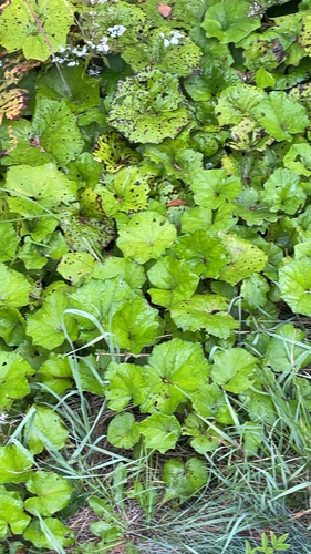 colt's-foot