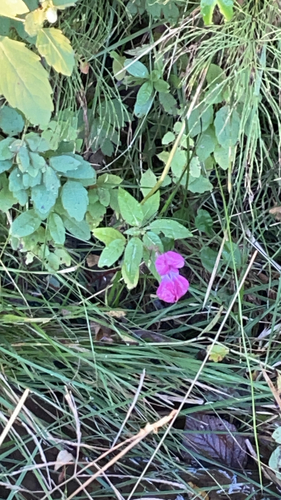 Himalayan balsam