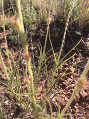 Penstemon dasyphyllus