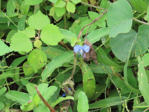 Rat's-ear