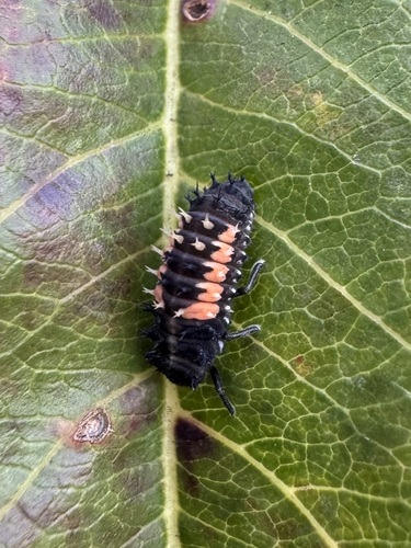 Asian Lady Beetle