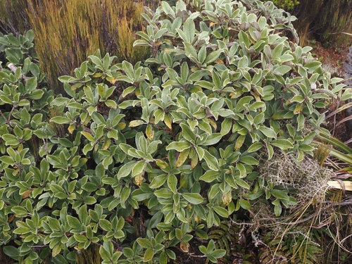 Brachyglottis elaeagnifolia, photograph 1