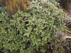 Brachyglottis elaeagnifolia, photograph (c) Angus Campbell, some rights reserved (CC BY)