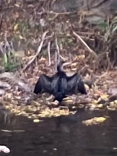 Great Cormorant