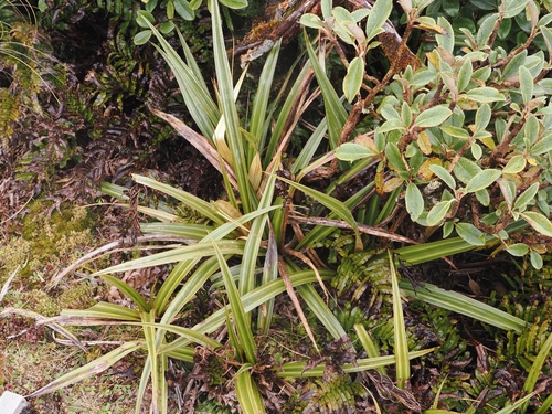 Astelia nervosa