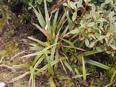 Astelia nervosa