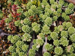 Forstera tenella