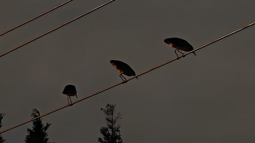 Eurasian Black-crowned Night-Heron