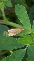 Celypha rufana