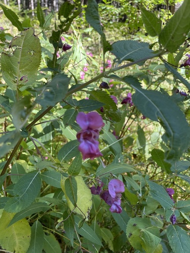 Himalayan balsam