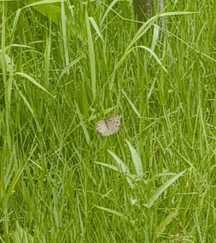 Grey Pansy