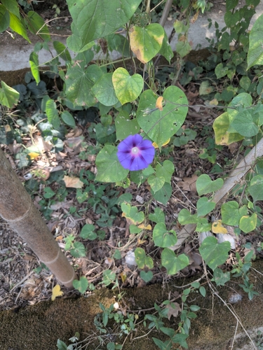 common morning-glory