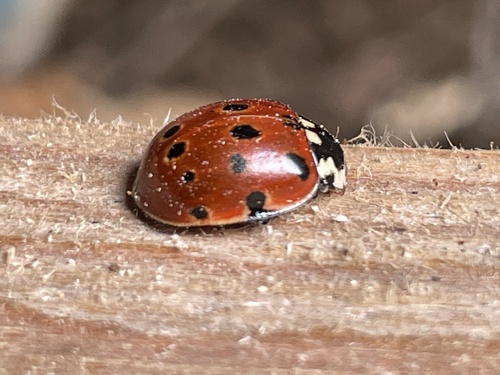 Eyed Ladybird Beetle