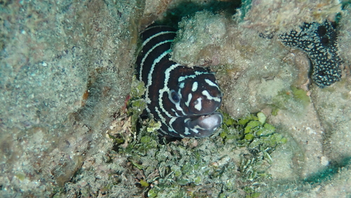 Gymnomuraena zebra observed 2026-09-19