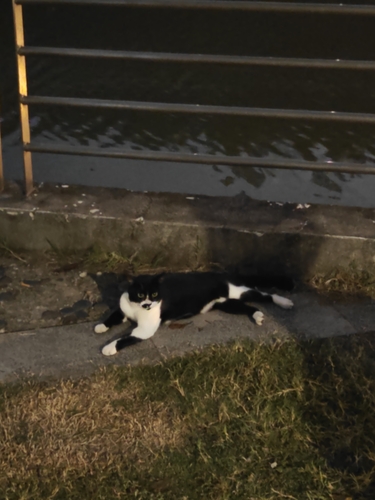 Domestic Cat