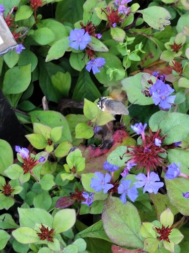 Eurasian Hummingbird Hawkmoth