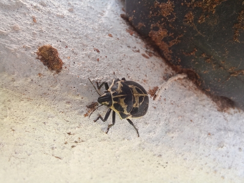Common Voodoo Shieldbug