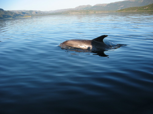 White-beaked Dolphin