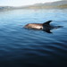 Delfín de Hocico Blanco - Photo (c) Ivar Abrahamsen, algunos derechos reservados (CC BY-SA)