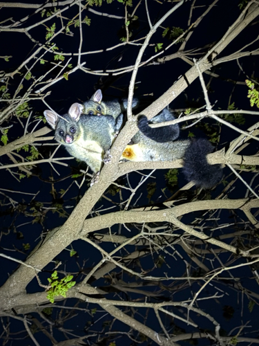Common Brushtail Possum