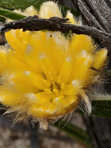 Conostylis petrophiloides (Conostylis petrophiloides)