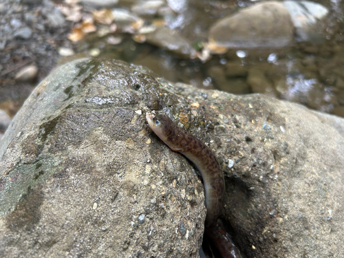 Anguilla marmorata observed 2026-09-23