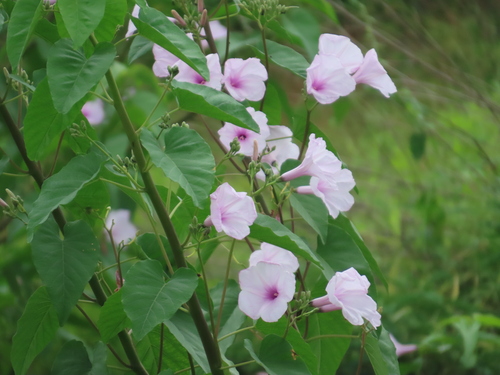 Bush Morning Glory