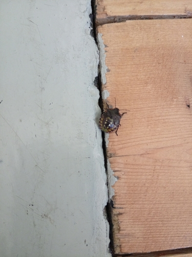 Southern Green Stink Bug