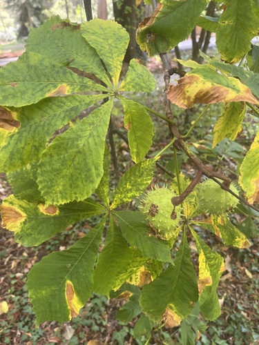 horse-chestnut