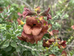 Salvia aurea, photograph (c) safiyyah hattas, some rights reserved (CC BY)