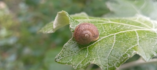 Garden Snail