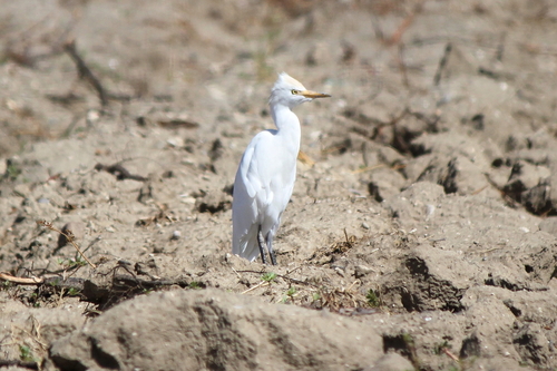 Western Cattle-Egret
