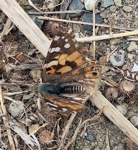 Painted Lady
