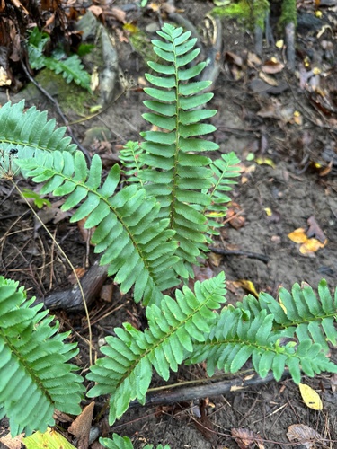 Christmas fern