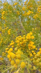 Varilla mexicana gypsophila