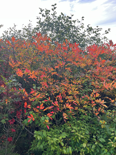 poison sumac