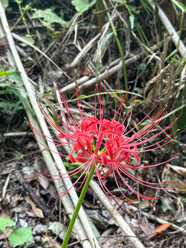 red spider lily